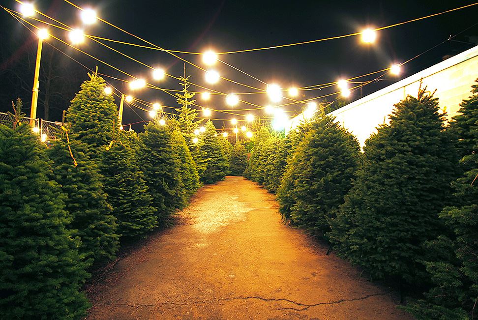 Row of Lighted Christmas Trees