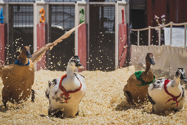 All Creatures Barnyard Races