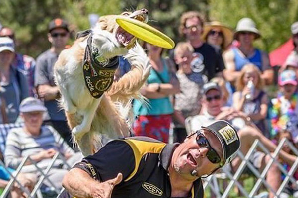 K9 Kings